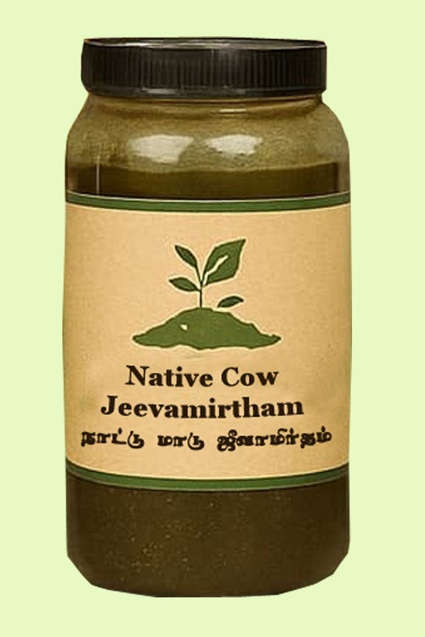 Native Cow Jeevamirtham / நாட்டு மாட்டு ஜீவாமிர்தம்